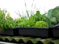 Growing food on roofs