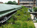 eThekwini Municipality Green Roof
